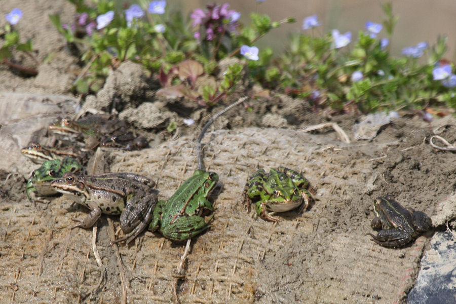 Identificazione rane - Pelophylax sp. (prov. Bologna)